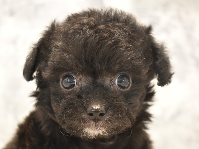 2024年4月22日生まれのハーフ犬・ミックス犬の1枚目の写真